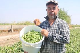 Protein ve lif bakımından zengin! Tarlada 40 lira markette 140 lira