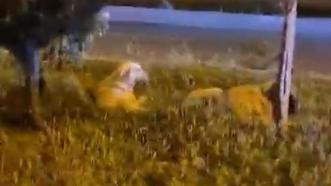 'Köpekler saldırmıyor' deyip video çeken vatandaş köpeklerin saldırısına uğradı