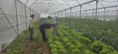 Şırnak'ta örtü altı üretime devlet desteği! Çiftçinin yüzü gülüyor, yüksek verim ve hibe takibi başladı!