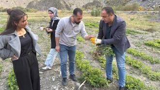 Zap Vadisi’nde tarihi tarım deneyi: Hakkâri'de ilk kez yer fıstığı yetişti