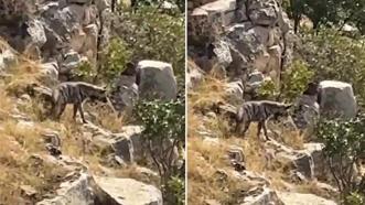 Batman'da çizgili sırtlan görüntülendi! Nesli tehlke altında