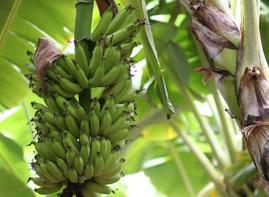 Antalya'da bu hafta yıkım başlıyor: Mantar gibi çoğaldı, çok hızlı su tüketiyor!