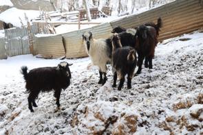 Adana'da artık gündüz bile görülüyor: Rakım fark etmeden saldırıyorlar