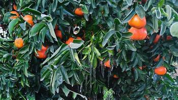 Türkiye'nin narenciye deposunu 'don' vurdu! Fiyatlar artacak, yüzde 30 zam yolda
