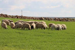 Şanlıurfa'da örtüler kalktı: Çiftçinin yüzünü güldüren destek geldi