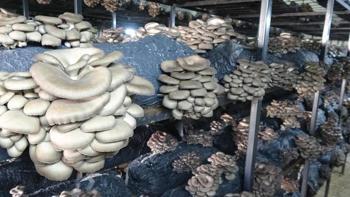 Alternatif gelir kapısı oldu: Hasat başladı, yıllık 84 ton üretiliyor