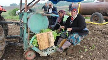 Teslim eden parasını peşin alıyor! Kilosu 400 TL’ye yükseldi: Bir eken bir daha vazgeçmiyor