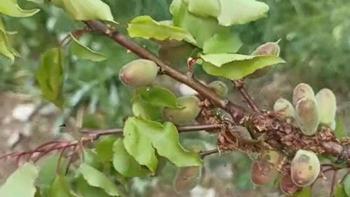 Malatya'da üreticinin korktuğu başına geldi! Dolu yağışı kayısıyı vurdu