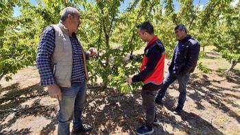 Ekipler sahaya indi: Afyon kirazında verim kaybının önüne geçmek için tek tek inceleniyor: İhracatın kaderini belirleyecek