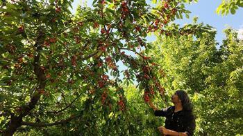 Antalya'da gurme marketlerin aradığı o lezzette hasat başladı! Avrupalı bu aromanın peşinde! Üretilenin neredeyse tamamı yurt dışına gidiyor