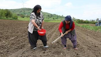 Samsun'da kırsal kalkınma hamlesi! Üreticinin pazarlama kaygısı bitti, satın alma garantisi geldi, marka haline gelecek