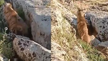 Şanlıurfa'nın ilçesinde ortaya çıktı! Köylüler görünce inanamadı
