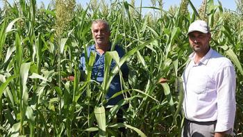 Malatya'da mısırın tahtını sallayacak mucize bitki: Domuz bile yanına yaklaşamıyor! 'Susuzluğa dayanıyor, yılda 4 kez biçiliyor'