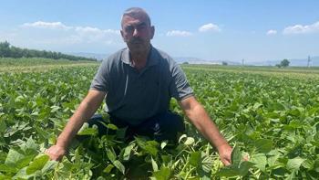 Bursa'da çiftçiyi rahatlatan kooperatif modeli: ne pazarlama derdi var ne fiyat kaygısı: Çeltikçi çiftçisinin sırtı yere gelmiyor!