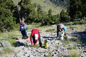 Toroslarda hasat başladı: Dünyanın en kalitelisi Akseki'de yetişiyor, bir demeti 50 liradan satışta!