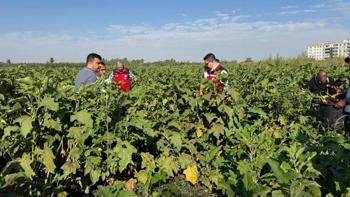 Şanlıurfa’da hasat başladı, festival coşkusu sardı! Vatandaşlar akın akın geldi