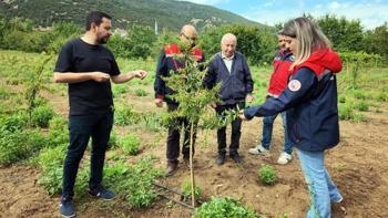 Konyalı üretici kirazı bıraktı, o ürüne geçti! Hasadı da satışı da daha kolay: Talebe yetişemiyor