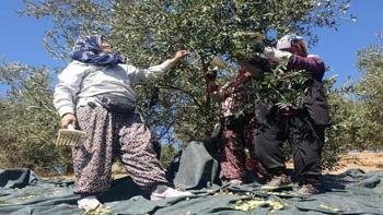 Manisa'da üreticiler bahçelere indi! Coğrafi işaretli ürün toplanıyor