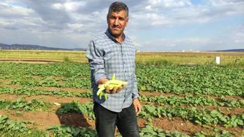 Sarımsaktan sonra ekiyorlar, günde 200 kilo topluyorlar! Kışlık için akın akın geliyorlar