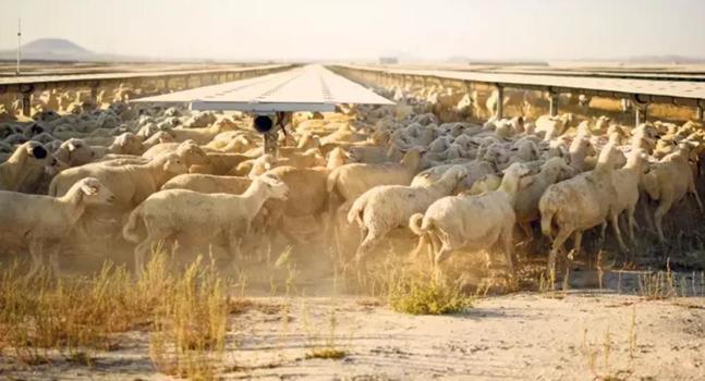 Kalyon Karapınar GES 600 koyunu besliyor
