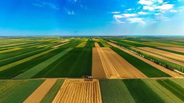 Uzman isimler uyardı: Türkiye'de buğday genetik çeşitliliğinin yüzde 92'sini kaybettik