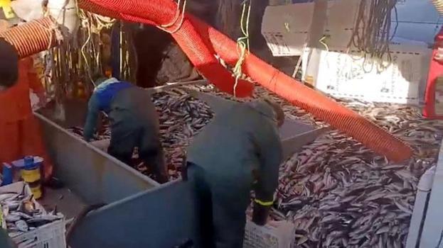 Marmara Denizi'nde 12 ton kolyoz yakalandı, tezgahlarda kilosu 100 ile 150 lira arasında satışa sunuldu