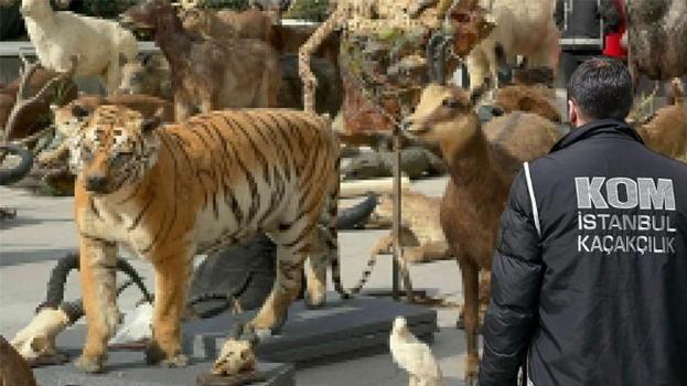 Avcının kaçak müzesi ortaya çıktı! Anadolu Kaplanı'nı vurdu