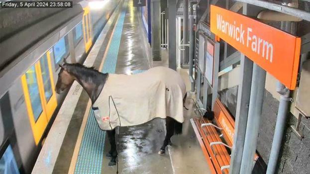 Yarış atı tren istasyonuna daldı! Kameralar saniye saniye kaydetti
