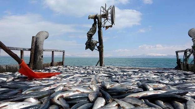 Van Gölü'nde 3 ay sürecek av yasağı başladı