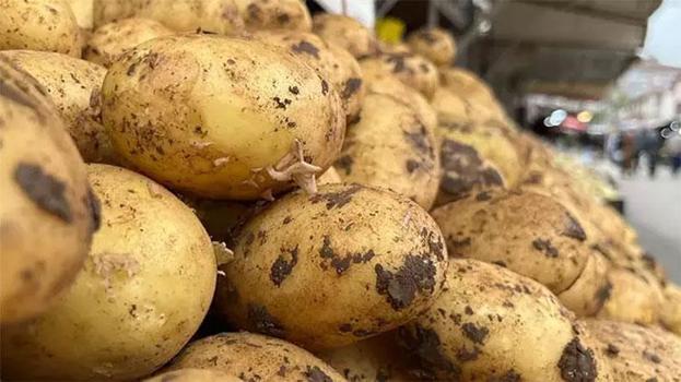 Yeni mahsul patates tezgaha indi: Tarlada kilosu 16 lira