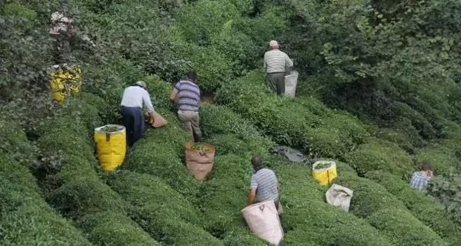 ÇAYKUR randevulu çay alım sistemini kaldırdı