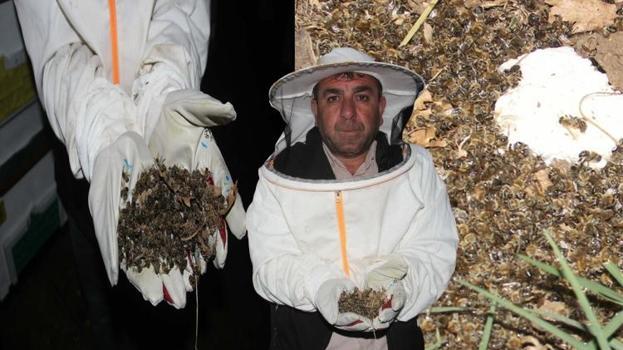 Toplu arı ölümleri arttı! 'Caydırıcı yaptırımlar uygulanmalı'