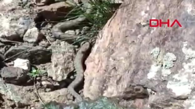 Türkiye'nin en zehirli yılanı saniye saniye  görüntülendi!