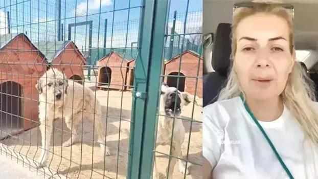 Kuduz köpekleri toplayıp Ankara'ya getiren şahıs tahliye edildi
