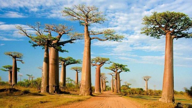 1000 yıl yaşayan hayat ağacının şifresi çözüldü! Bilim insanlarının keşfiyle doğduğu yer belirlendi