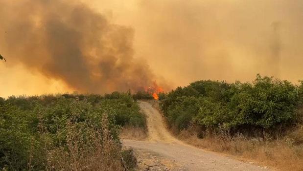 Balıkesir’in Altıeylül ilçesinde orman yangını çıktı