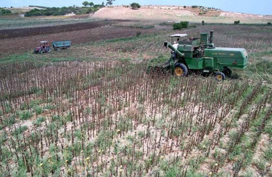 Mısır ithalatına tarife kontenjanı: Resmi Gazete'de yayınlandı