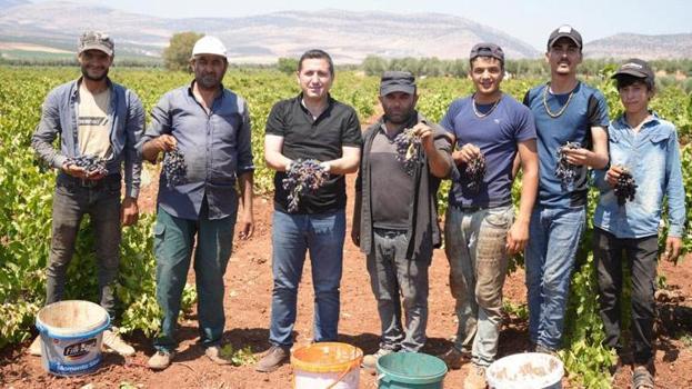 Kilis'te sınırın sıfır noktasında üzüm hasadı başladı