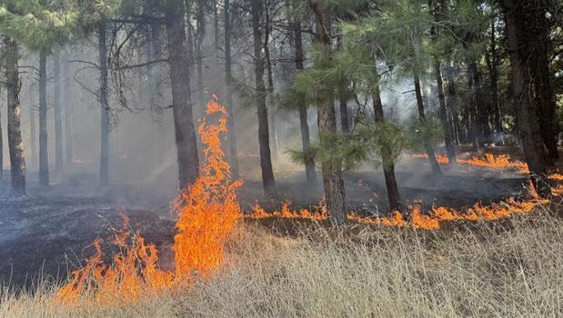 Kahramanmaraş'ta orman yangını çıktı