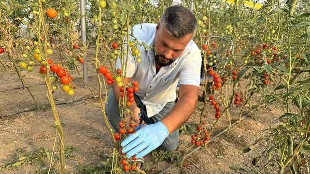 Hollandalı gurbetçi Yozgat'ta KOP desteğiyle sera kurarak istihdama katkı sağlıyor