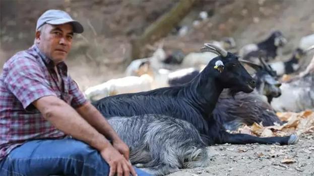 Yıllardır hava durumunu keçilerinden öğreniyor! Hisleri güçlü hayvanlar,asla yanılmıyorlar