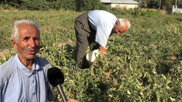 Van'da yıllardır ata tohumuyla üretim yapıyor! Kilogramını 10 liradan herkese satıyor