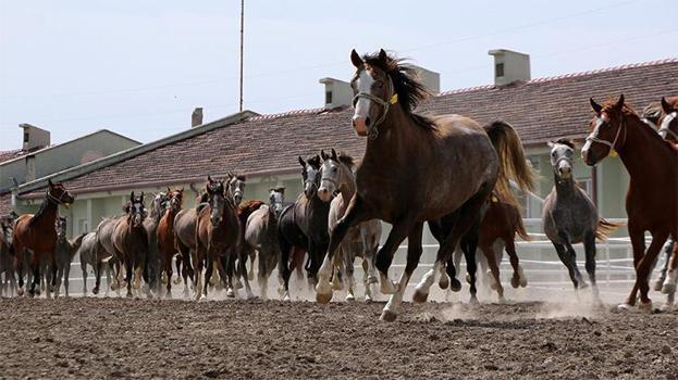 TİGEM, 15 Arap koşu tayı satacak