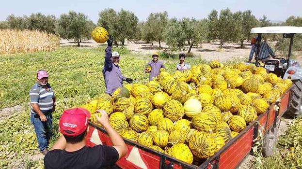 Manisa'nın coğrafi işaretli Kırkağaç kavunu kış sofraları için hazırlanıyor