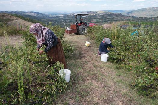 Devlet teşviki ile ekilen Aronya meyvelerini vermeye başladı: Hücreleri yeniliyor, diyabete iyi geliyor şimdi pazar arıyor