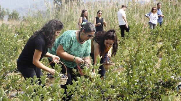 Herkes üzüm sanıyor ama bu meyve şifa deposu! Antalya'da hasat başladı, kilosu 300 TL