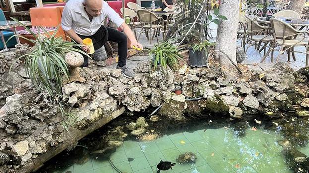 Müşterilerinin bakamadığı kaplumbağaları sahiplendi: 15 yıldır 18 kaplumbağaya gözü gibi bakıyor