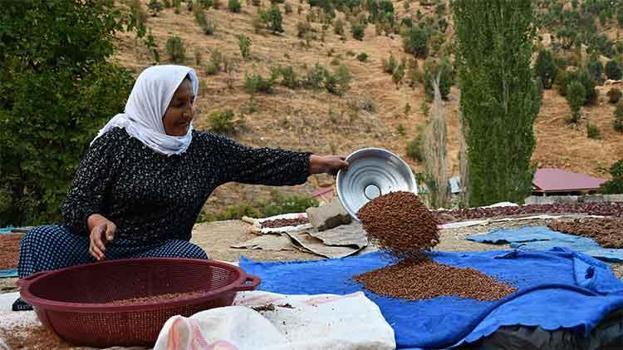 Şırnaklı aile sumak satarak geçimini sağlıyor! Kilosunu 200 liraya satıyorlar