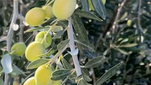 Bu yıl 220 bin ton zeytin rekoltesi bekleniyor