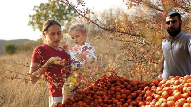 Kalp hastalıklarına iyi geliyor, vitamin depolarını dolduruyor! Kilosu 75 liradan satılıyor